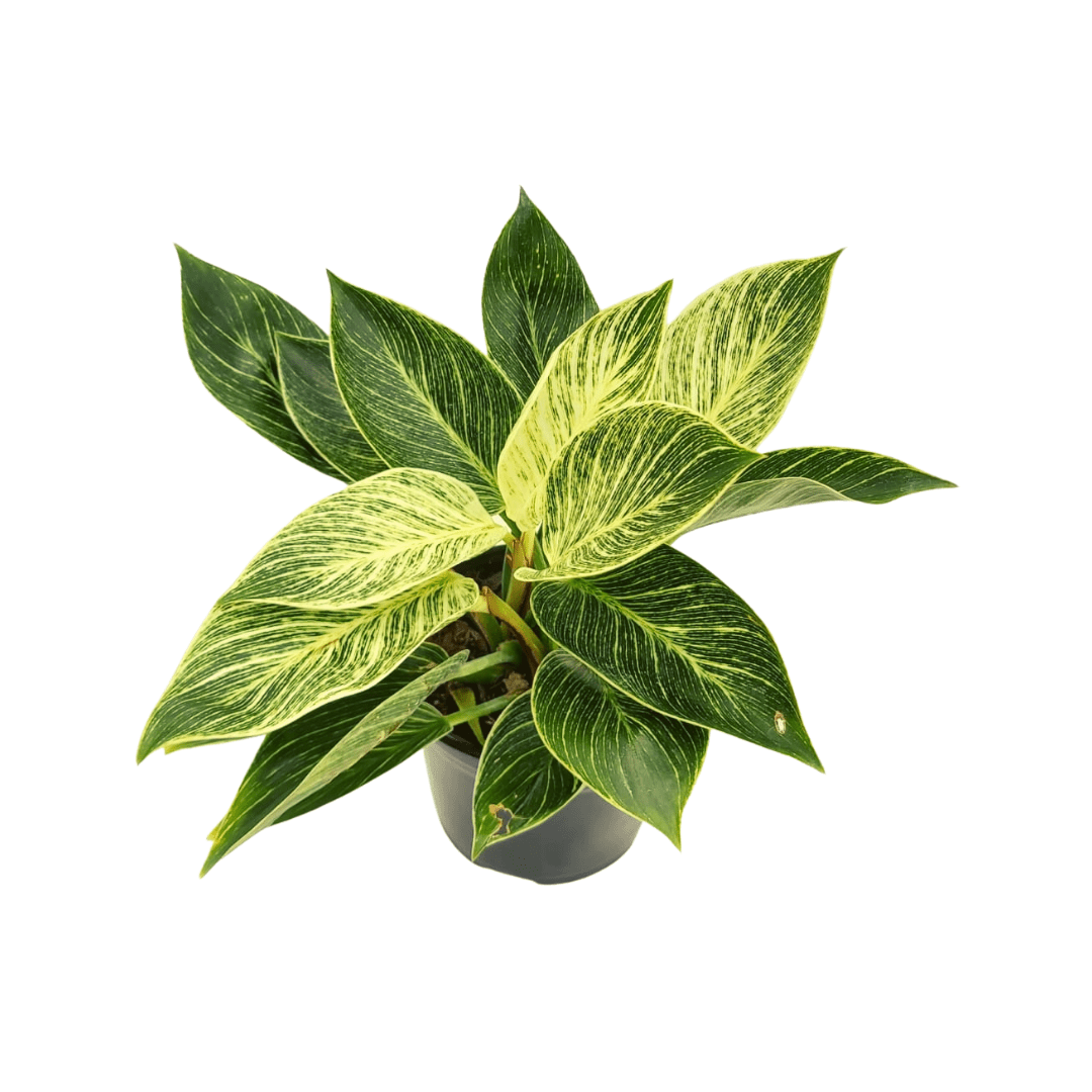 Filodendro Birkin - Vivo Interior