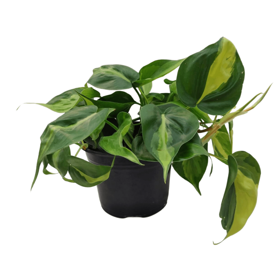 Filodendro Brasil - Vivo Interior