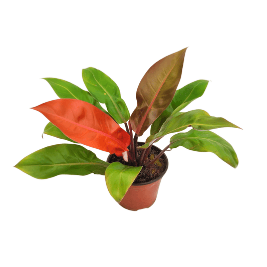 Filodendro Orange - Vivo Interior
