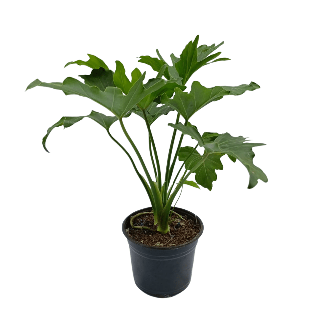 Garra de león - Vivo Interior