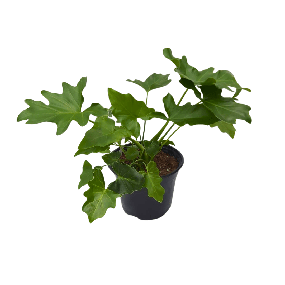 Garra de león - Vivo Interior