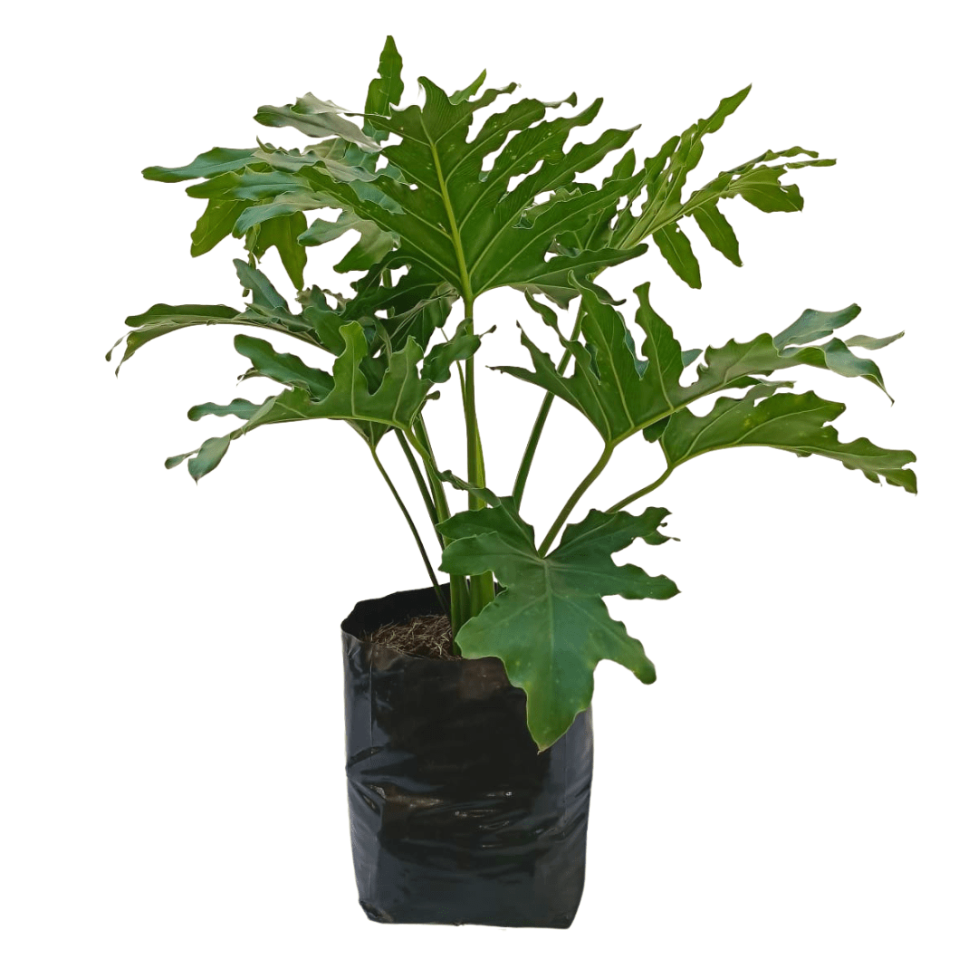 Garra de león grande - Vivo Interior