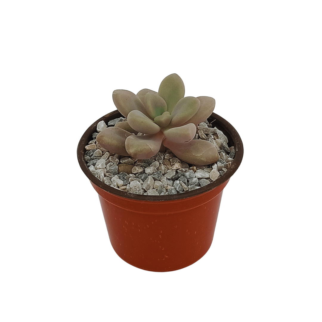 Graptopetalum Amethystinum - Vivo Interior