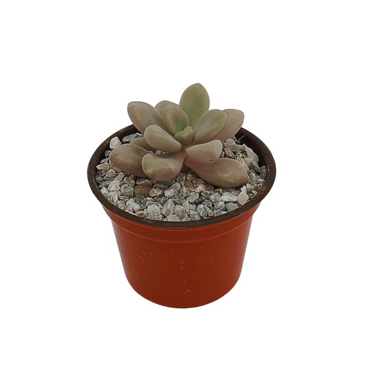 Graptopetalum Amethystinum - Vivo Interior