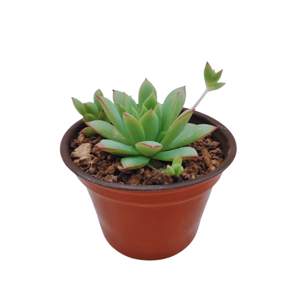 Graptopetalum Macdougallii - Vivo Interior