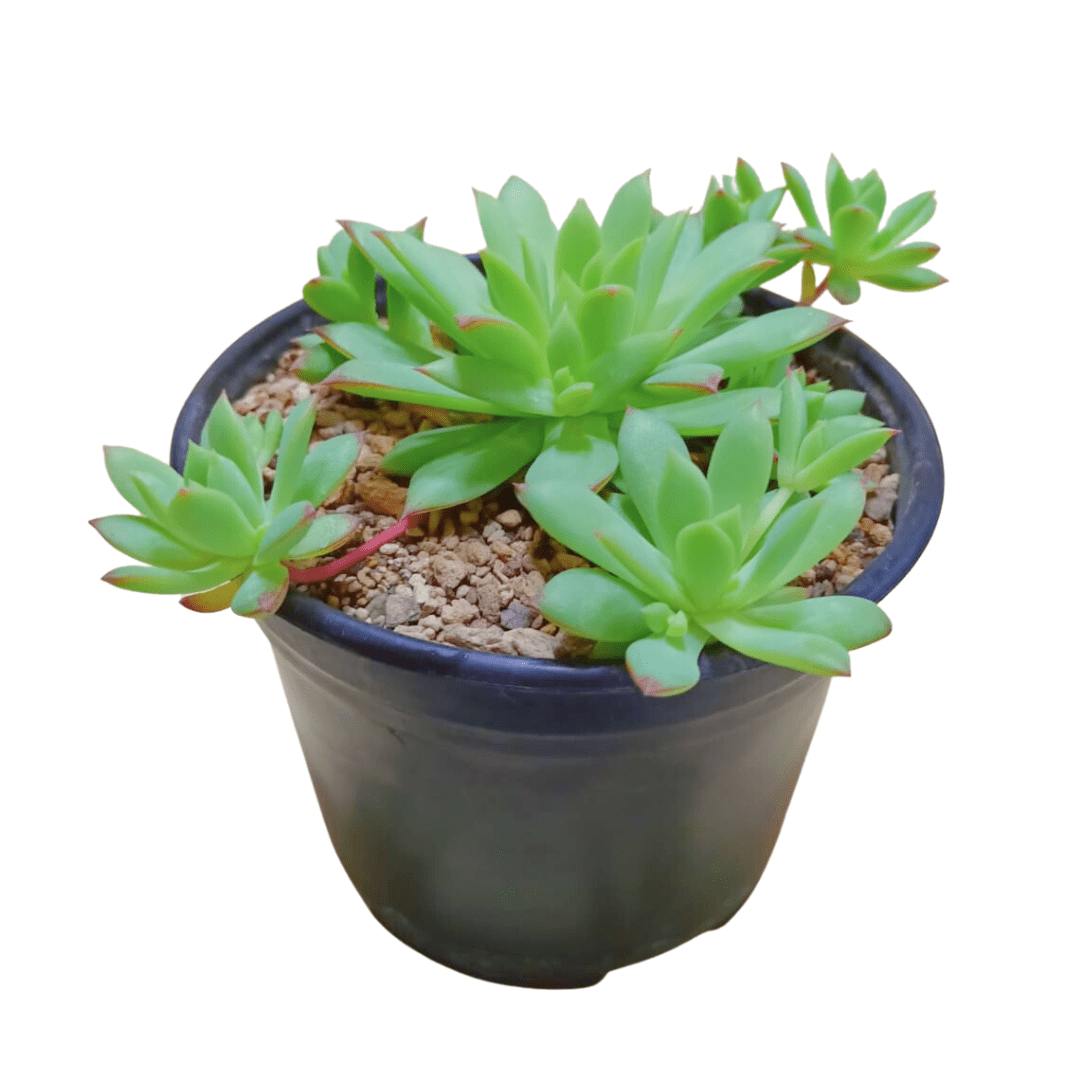 Graptopetalum Macdougallii - Vivo Interior