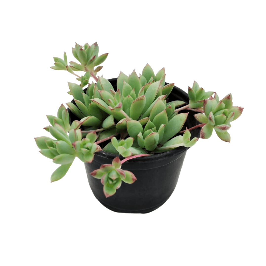 Graptopetalum Macdougallii - Vivo Interior