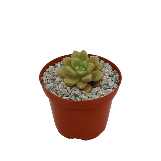 Graptopetalum Mendozae - Vivo Interior