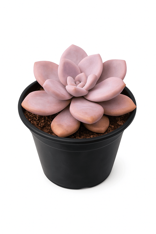 Graptopetalum Murasaki - Vivo Interior