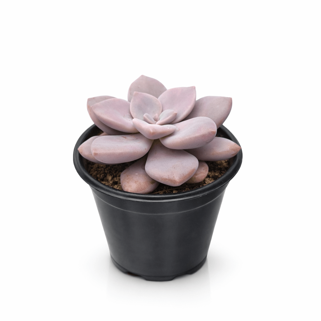 Graptopetalum Murasaki - Vivo Interior