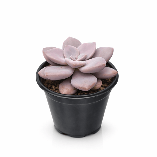 Graptopetalum Murasaki - Vivo Interior