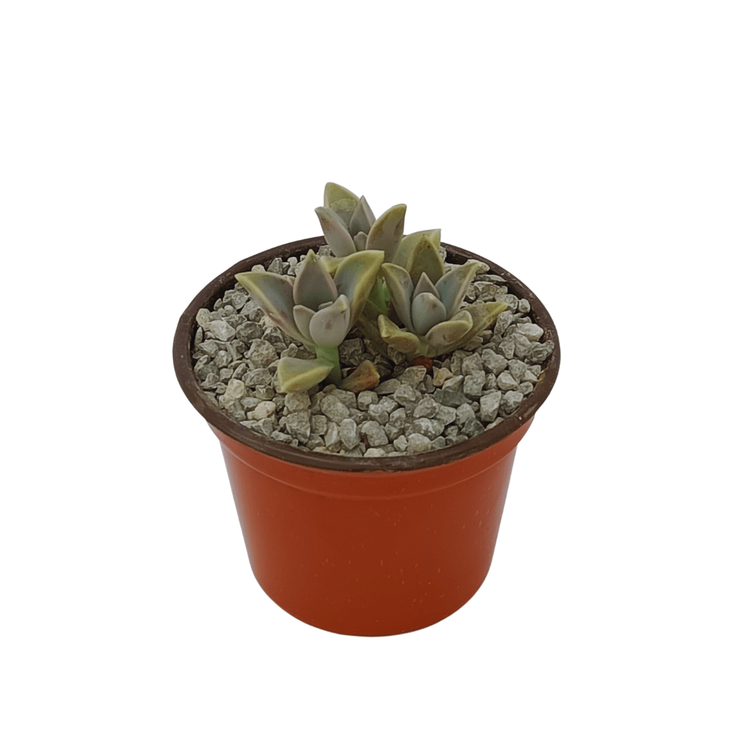 Graptopetalum Paraguayense - Vivo Interior