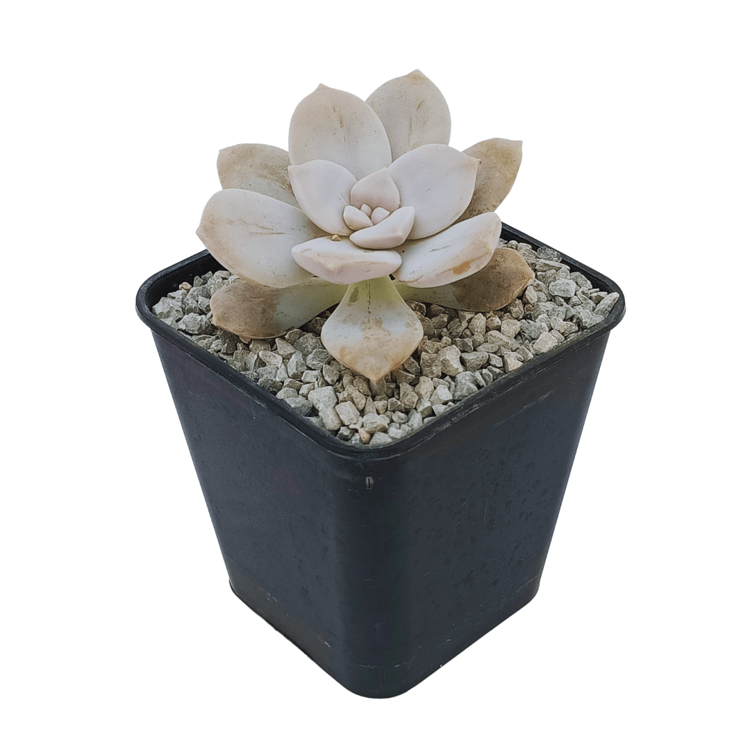 Graptopetalum Pentandrum - Vivo Interior