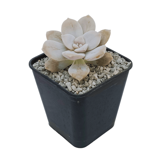 Graptopetalum Pentandrum - Vivo Interior