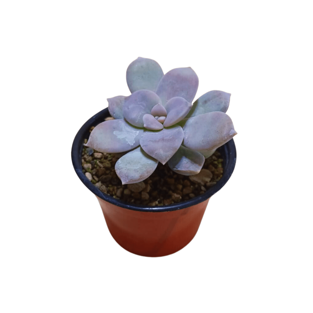 Graptopetalum Pentandrum - Vivo Interior