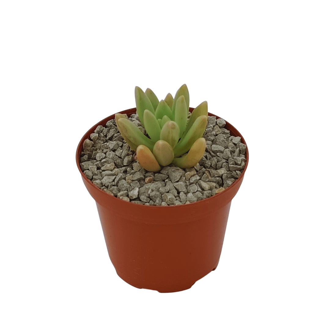 Graptopetalum Sunshine - Vivo Interior