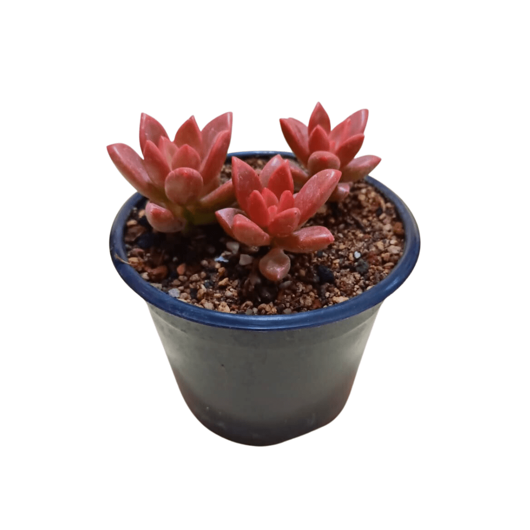 Graptosedum Vera Higgins - Vivo Interior
