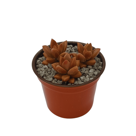 Graptosedum Vera Higgins - Vivo Interior