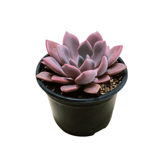 Graptoveria Debbie - Vivo Interior