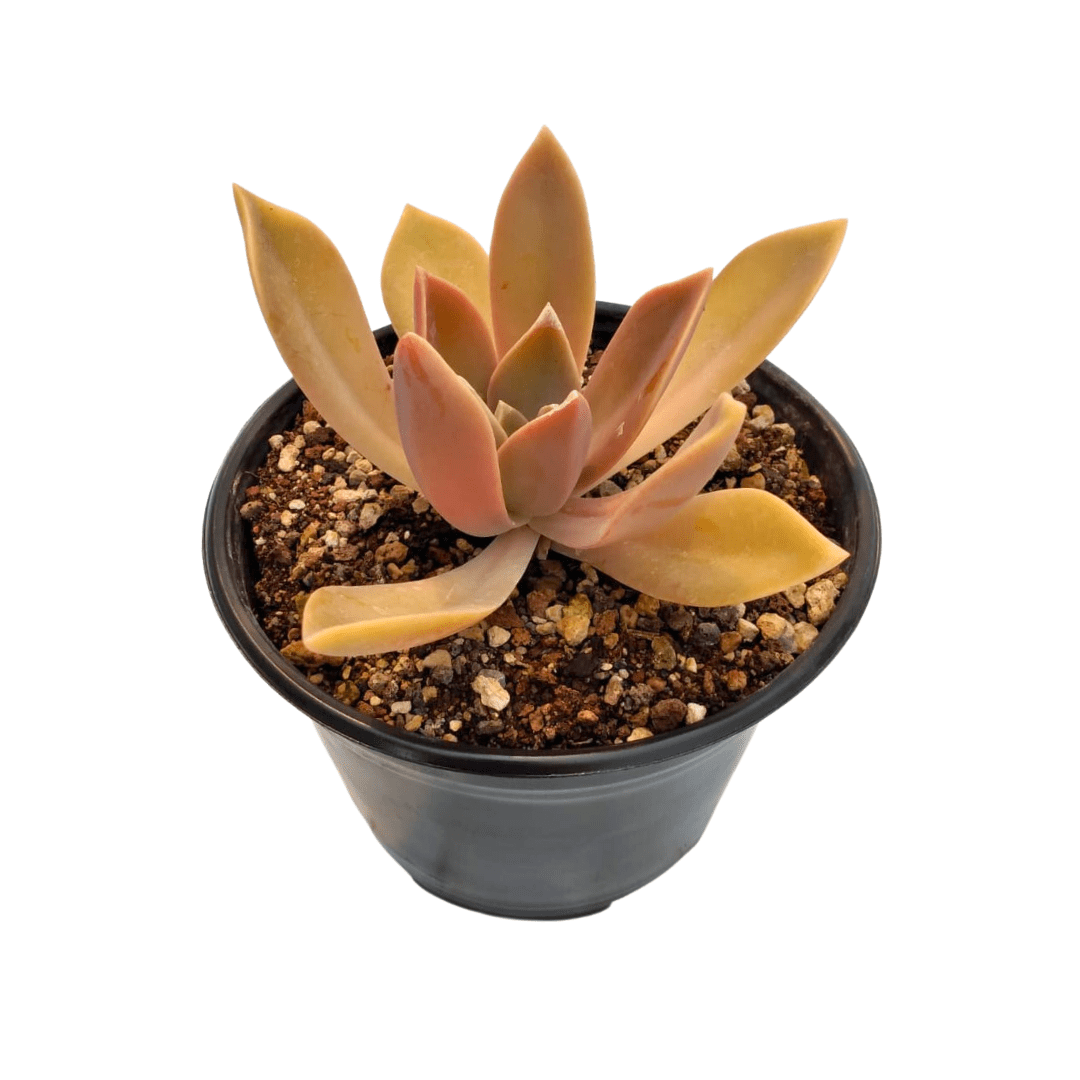 Graptoveria Fred Ives - Vivo Interior