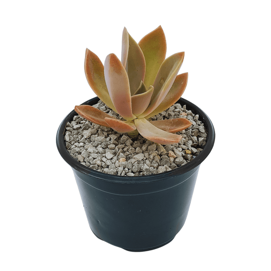 Graptoveria Fred Ives - Vivo Interior