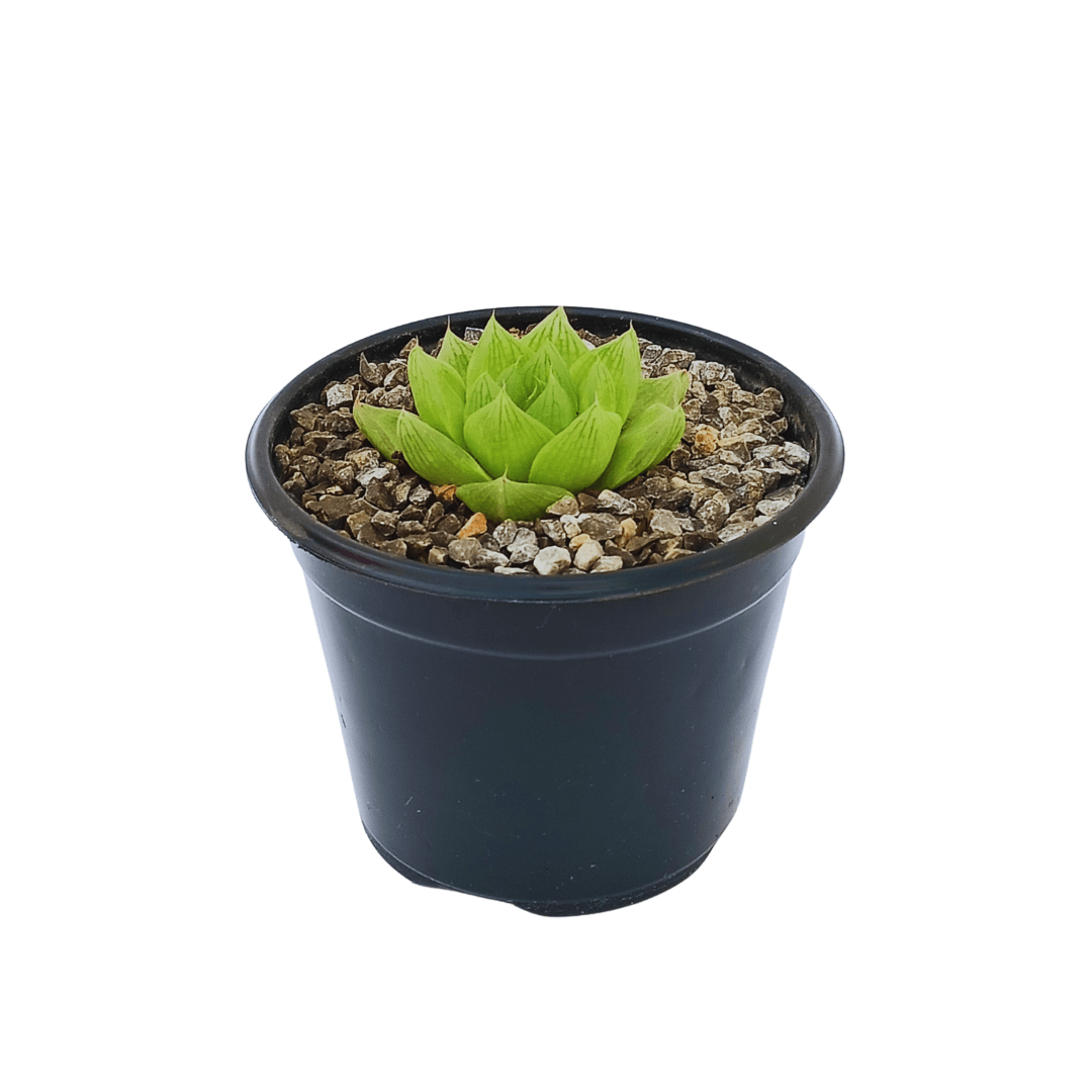 Haworthia Cymbiformis - Vivo Interior