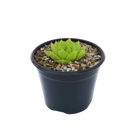 Haworthia Cymbiformis - Vivo Interior