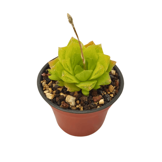 Haworthia Cymbiformis - Vivo Interior