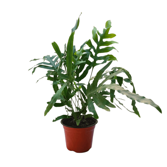 Helecho blue - Vivo Interior