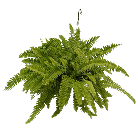 Helecho boston - Vivo Interior