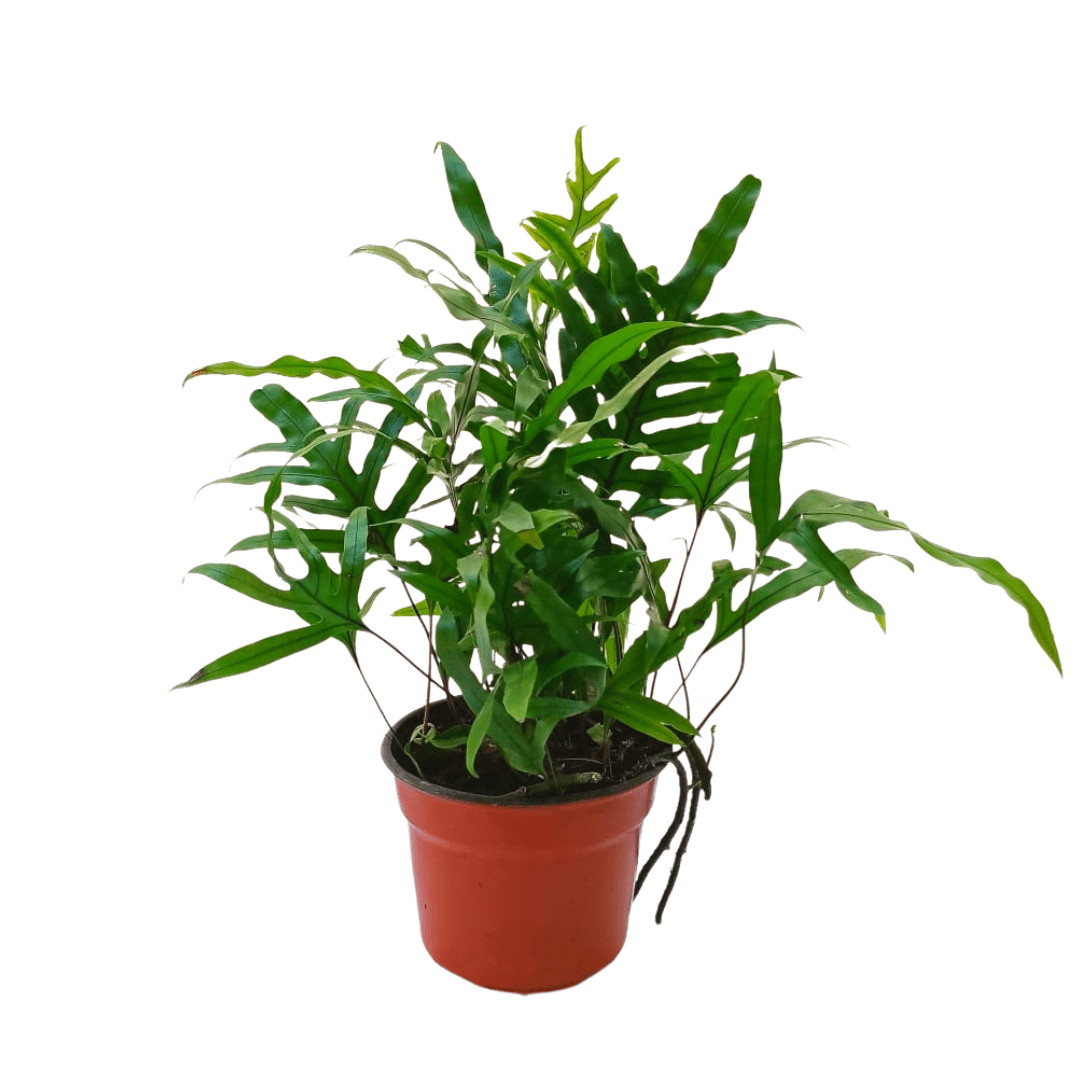 Helecho canguro - Vivo Interior