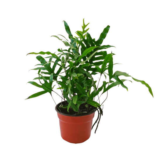 Helecho canguro - Vivo Interior