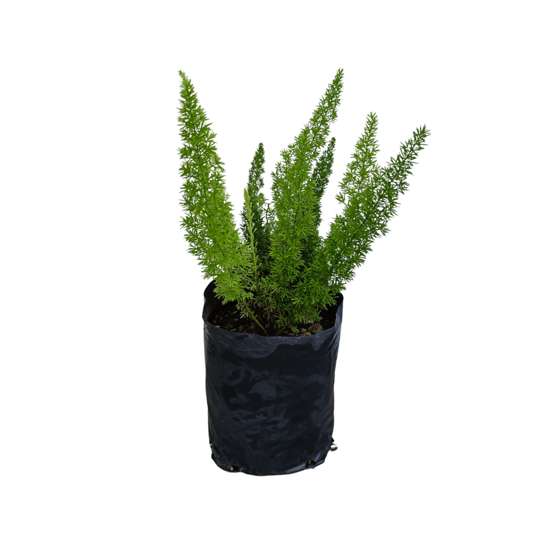 Helecho cola de zorro - Vivo Interior