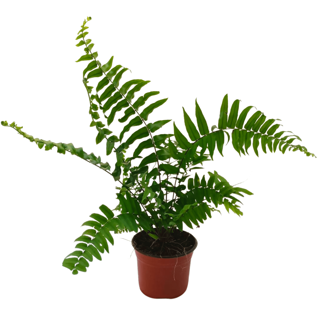 Helecho macho - Vivo Interior