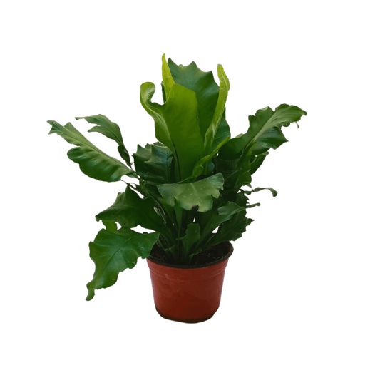 Helecho nido de ave - Vivo Interior