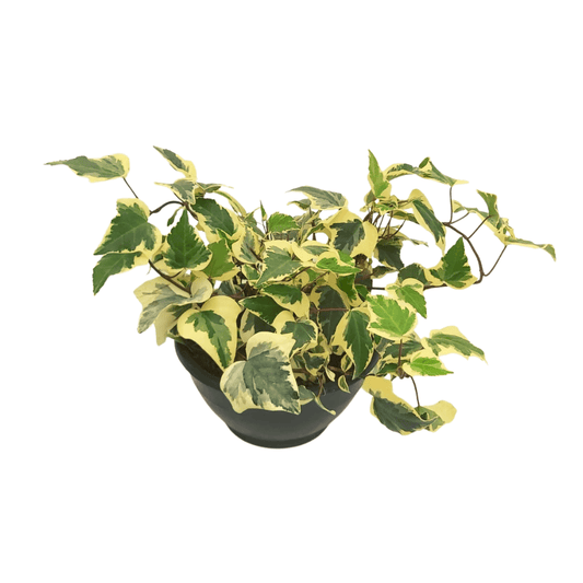 Hiedra Variegada - Vivo Interior