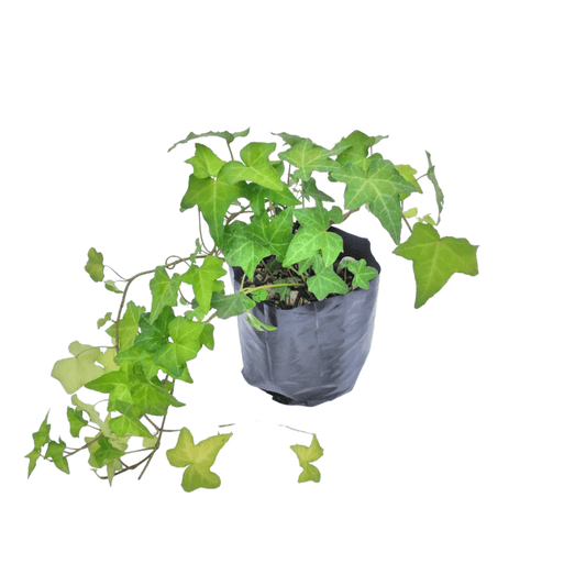 Hiedra Verde - Vivo Interior