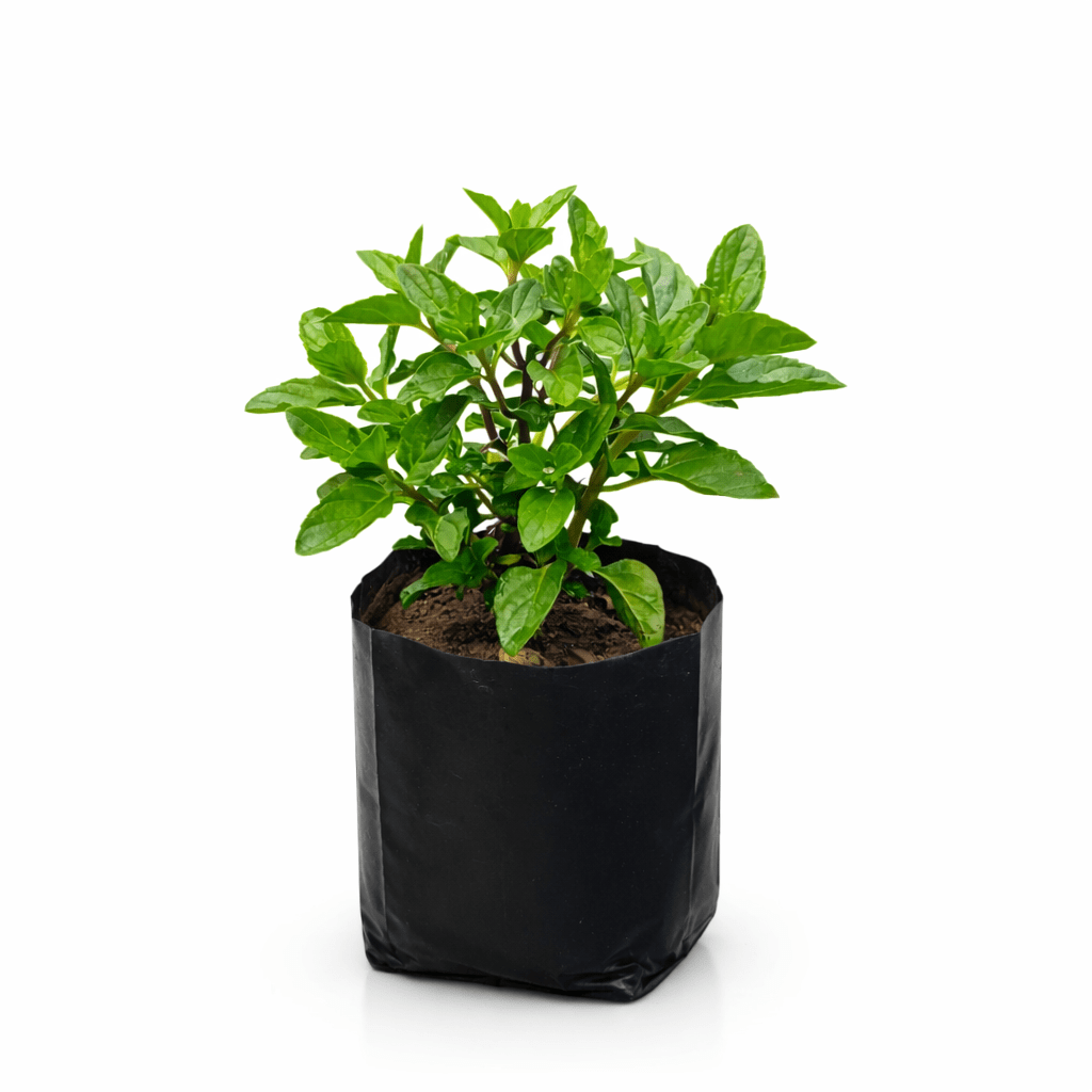 Planta de hierbabuena natural en maceta Vivo Interior