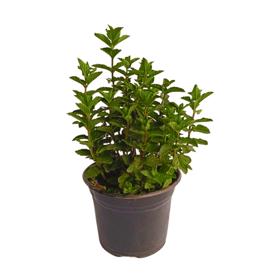 Hierbabuena - Vivo Interior