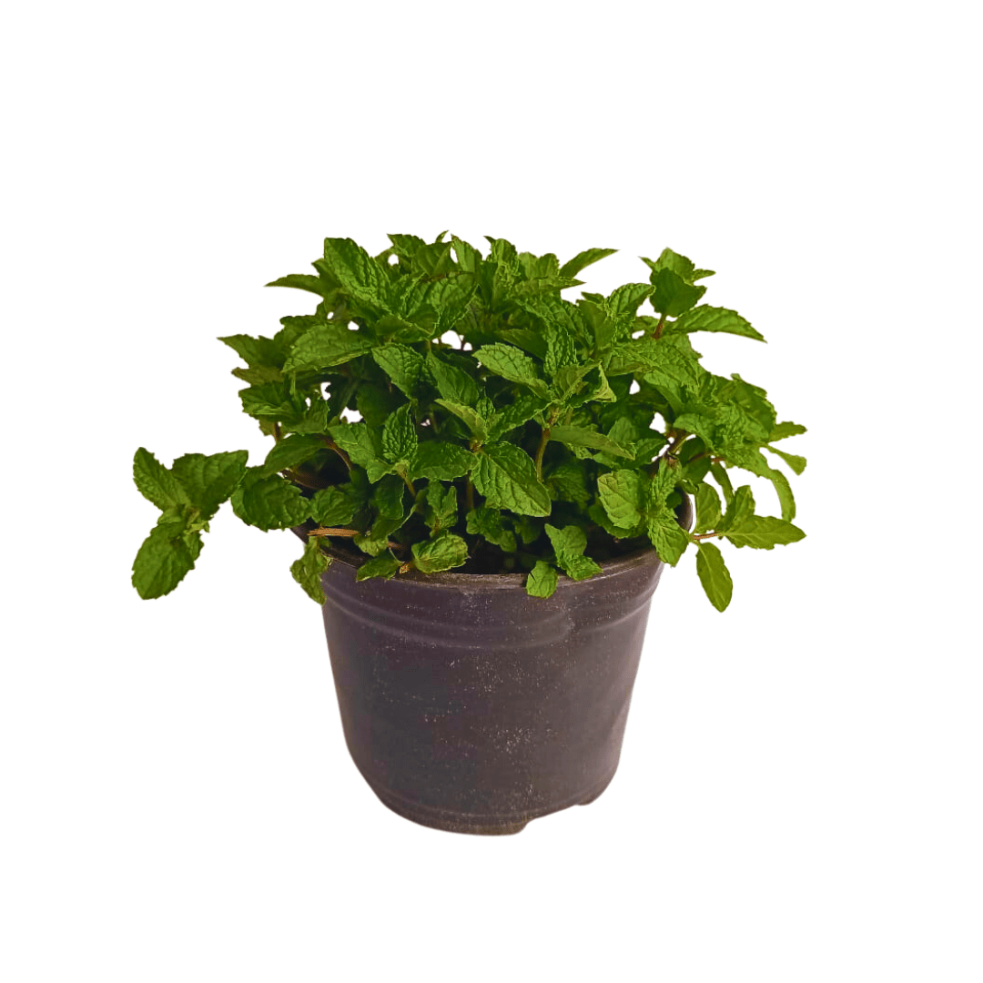 Hierbabuena china - Vivo Interior