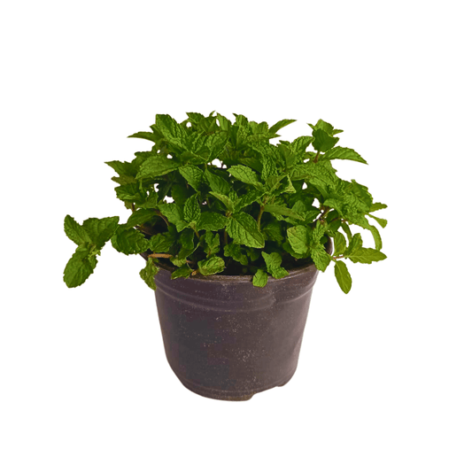 Hierbabuena china - Vivo Interior