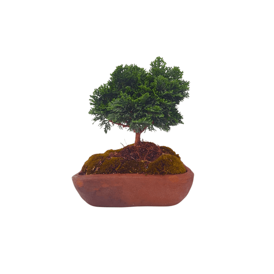 Hinoki bonsai - Vivo Interior