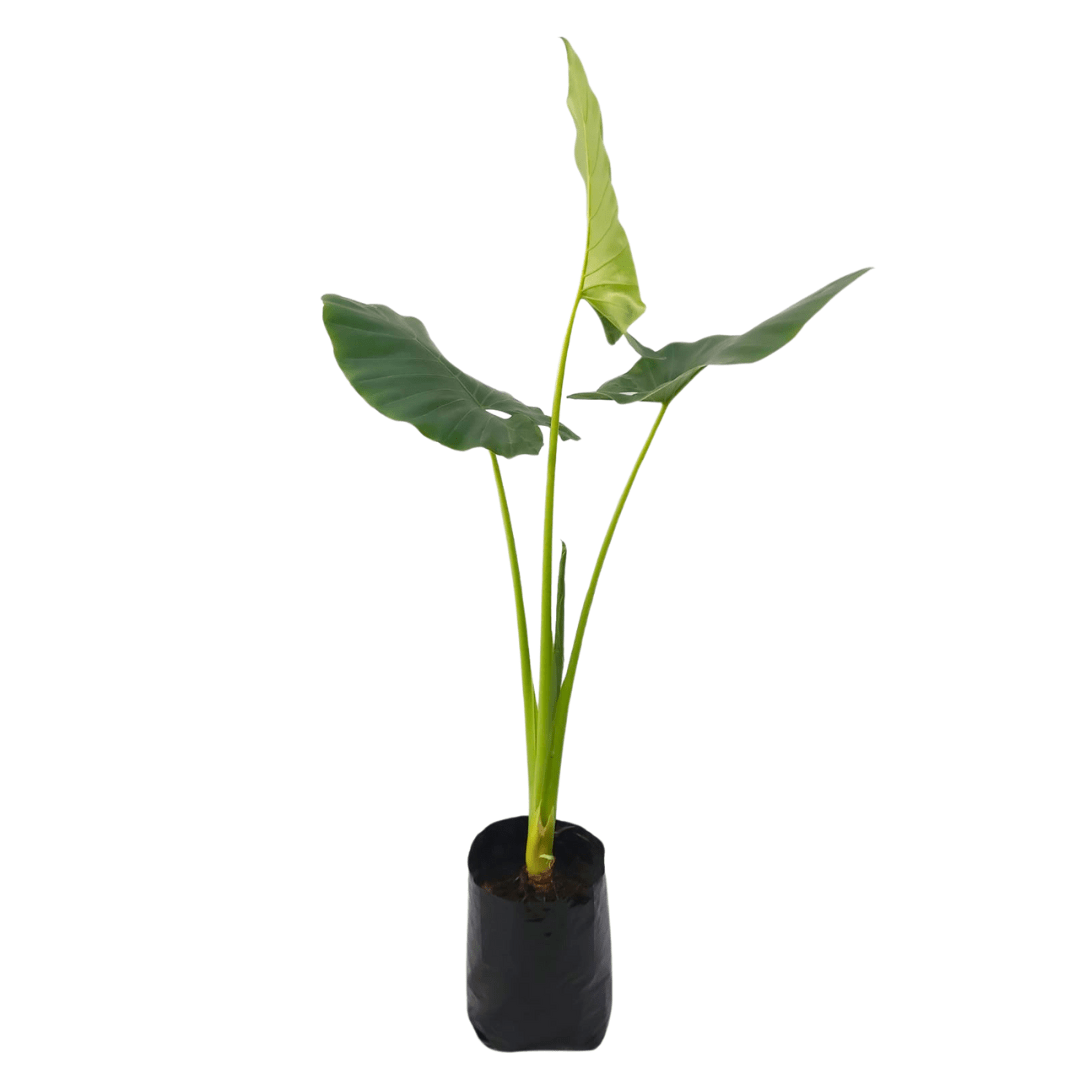 Hoja elegante - Vivo Interior