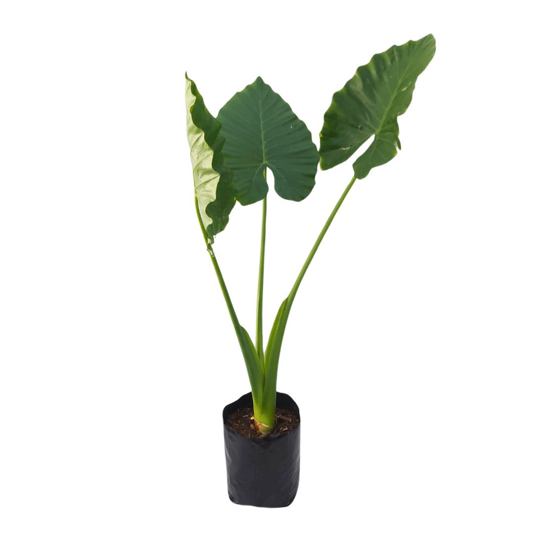 Hoja elegante - Vivo Interior