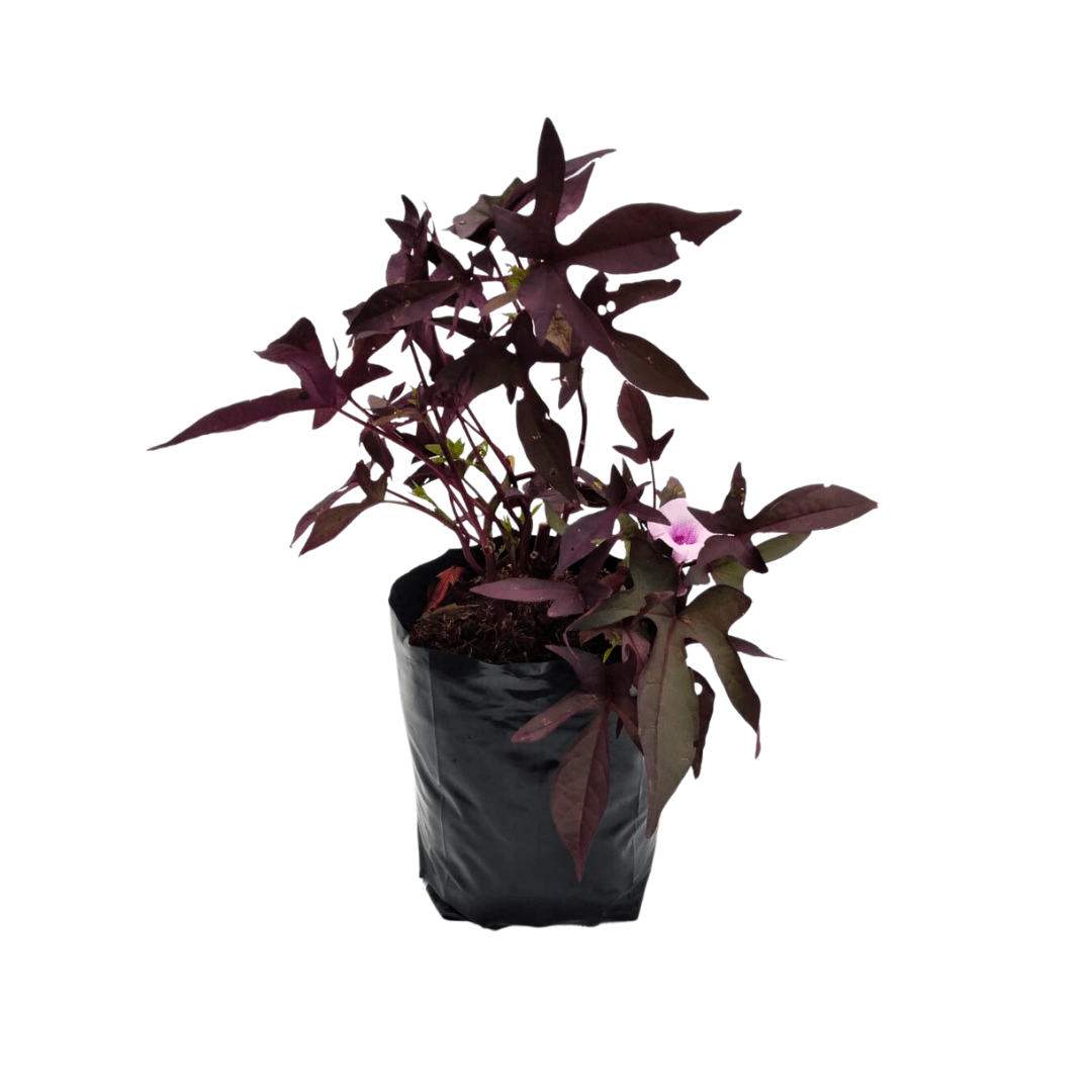 Ipomea morada - Vivo Interior