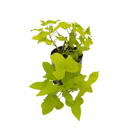 Ipomea verde - Vivo Interior