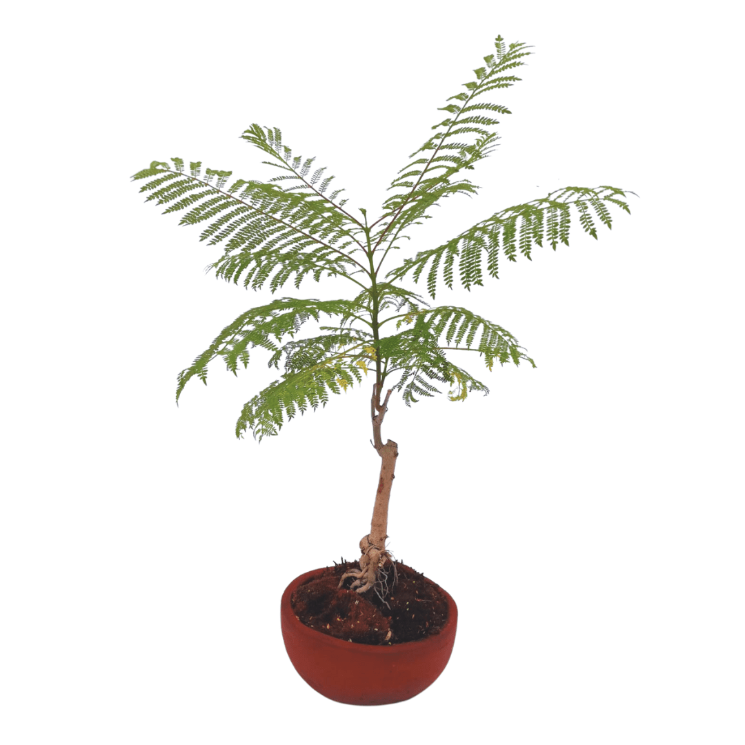 Jacaranda bonsái natural en maceta