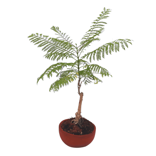 Jacaranda bonsai - Vivo Interior