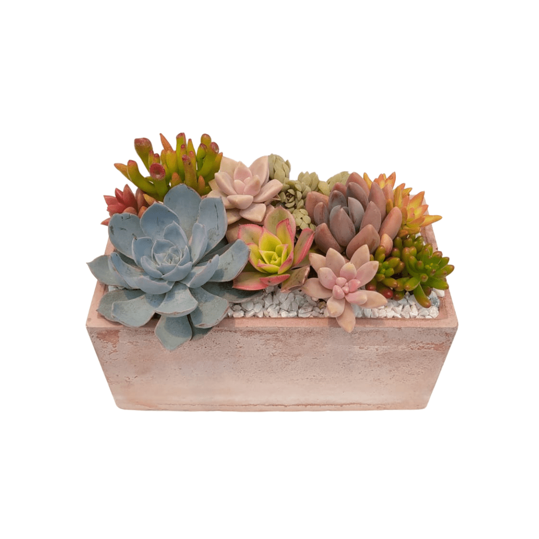 Jardinera Suculenta - Vivo Interior