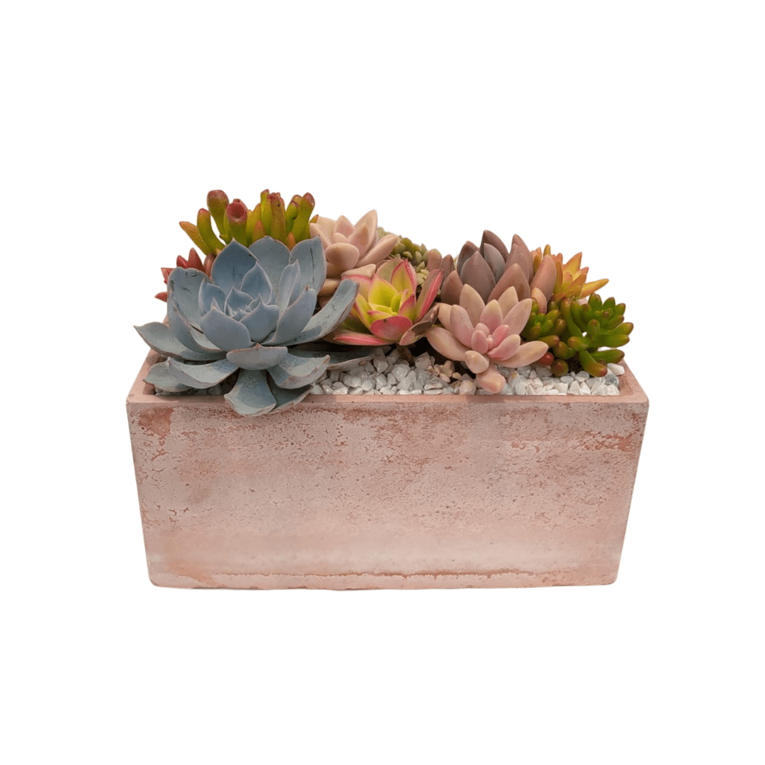 Jardinera Suculenta - Vivo Interior